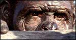 ape-man