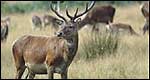 deer