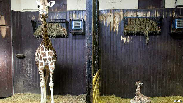 A baby giraffe with its mother