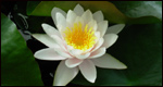 a water lily