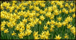 daffodils