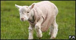 Lamb