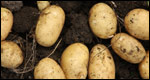 Potatoes