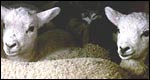 Sheep