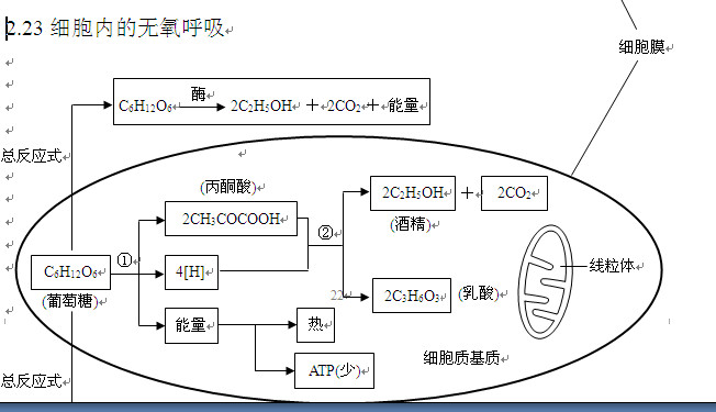 2013高考生物知識點:細胞無氧呼吸