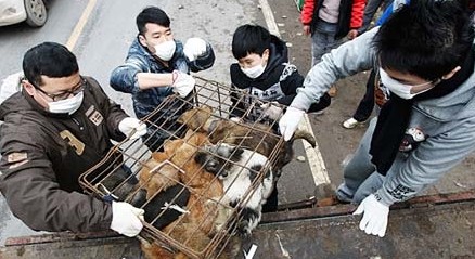 双语：玉林狗肉节遭动物保护组织指责