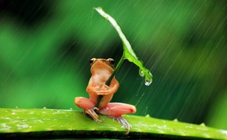 双语：青蛙王子雨中撑伞等待公主出现